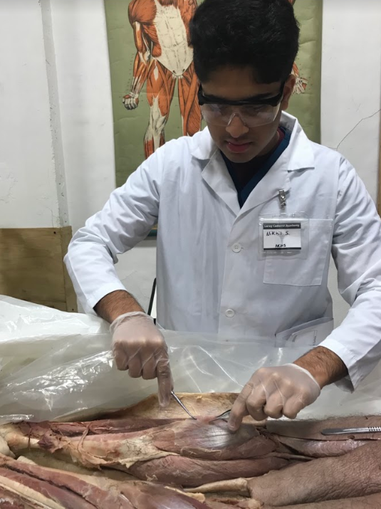Nikhil Samayam prepares to examine internal tissue after making incisions into his group's cadaver.
