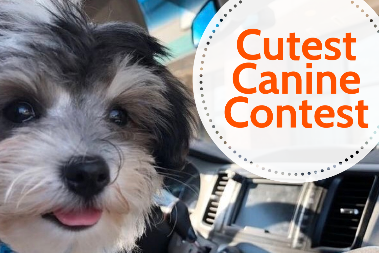 The Inkspot’s Cutest Canine Contest Inkspot