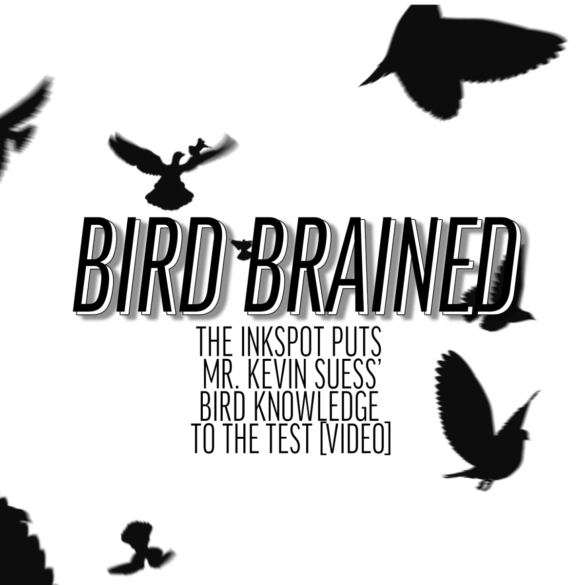 Bird brained: The Inkspot puts Mr. Kevin Suess’ bird knowledge to the test [video]