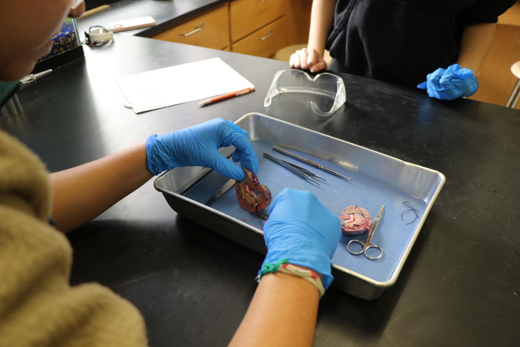 Up close with kidneys: Biology students dissect organs to study urinary system [photo gallery]