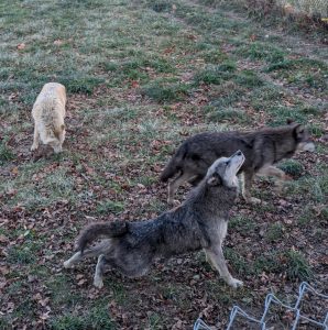 The red wolf is critically endangered with less than 25 animals in the wild and 241 in captivity.
Photo Courtesy of: Ceci Butler