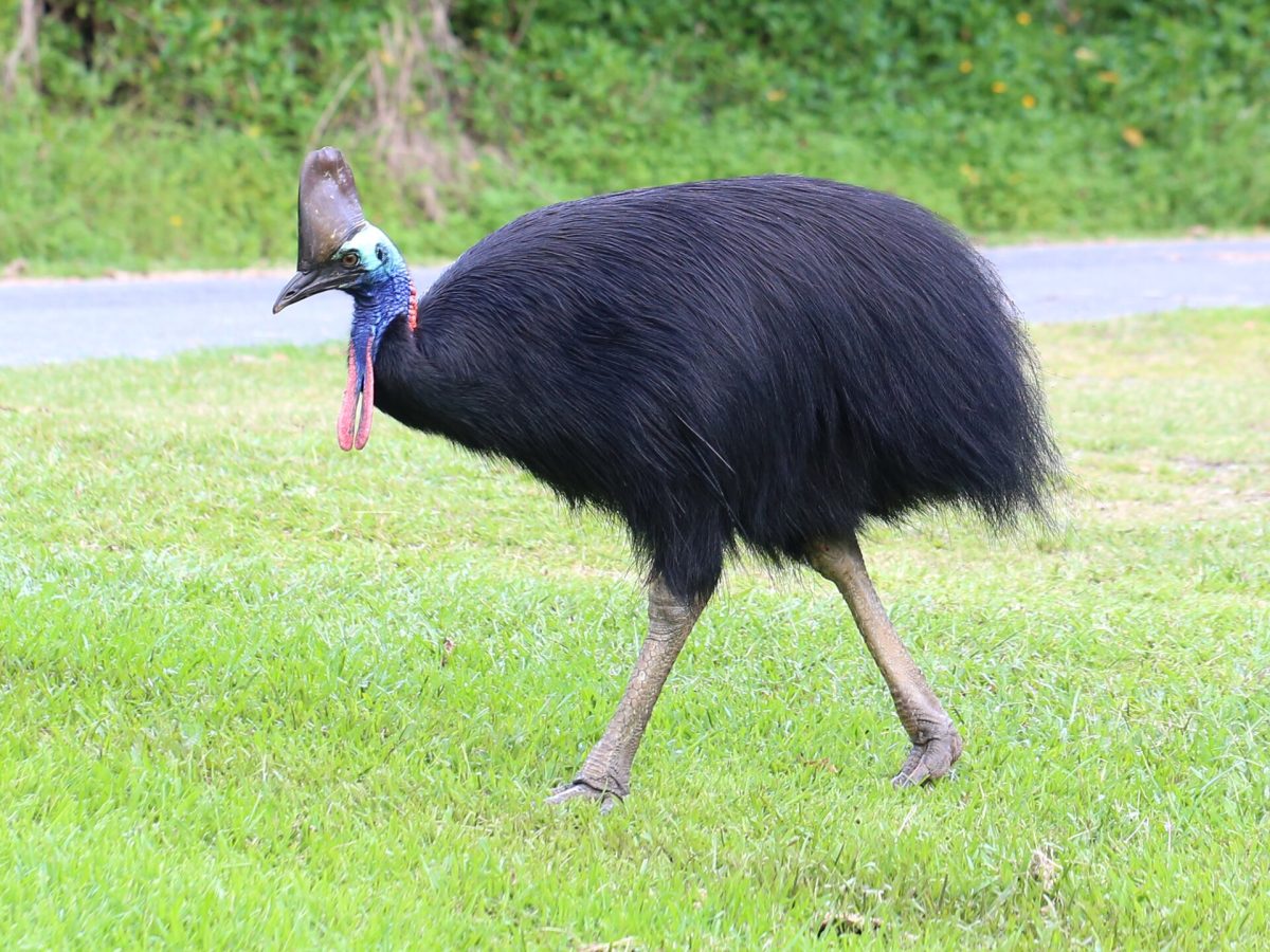 The Cassowary is evidence in itself that dinosaurs are walk among us.

Photo Courtesy of: Summerdrought, via Wikimedia Commons, licensed under CC BY-SA 4.0.